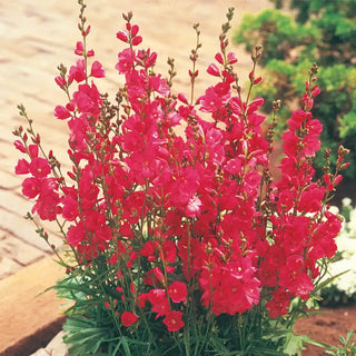 Brilliant Miniature Hollyhock