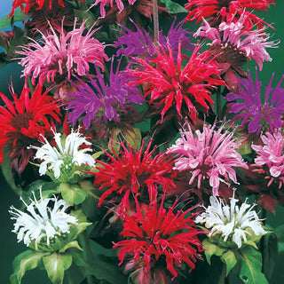 Bee Balm