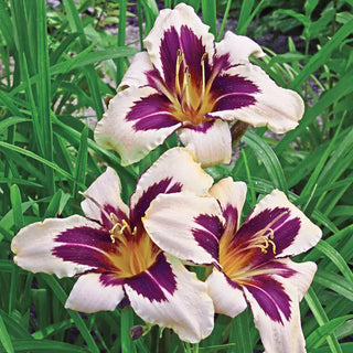 Wild Horses Reblooming Daylily