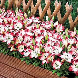 Sugar Baby Carpet Border Lily