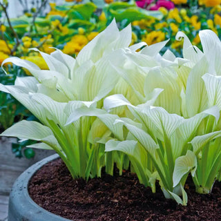 White Feather Hosta