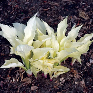 White Feather Hosta