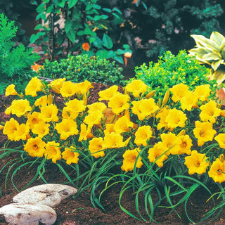 Stella De Oro Reblooming Daylily