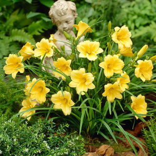 Stella De Oro Reblooming Daylily