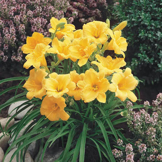 Stella De Oro Reblooming Daylily