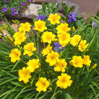 Stella De Oro Reblooming Daylily