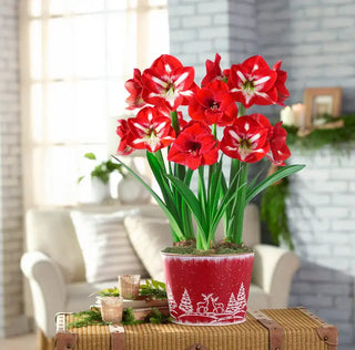 Red And White Delight Amaryllis Trio