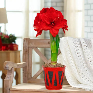 Ragtime Amaryllis Single