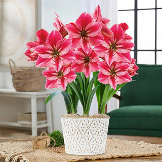 Gervase Amaryllis Single Triple