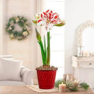 Bright Nymph Amaryllis Single