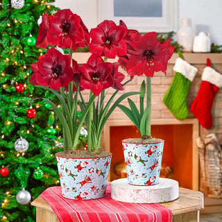 Miracle Amaryllis In Snowflake Pot