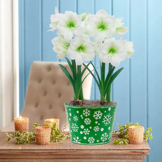 Christmas Gift Amaryllis Duo