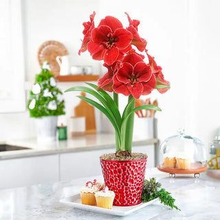 Magical Touch Amaryllis Single