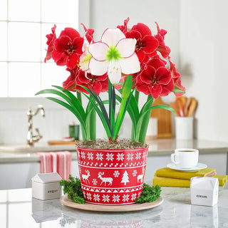 Wonderland Amaryllis Trio In Forest Flurry Pot