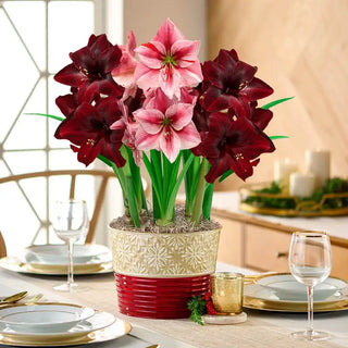 Festival Amaryllis Trio