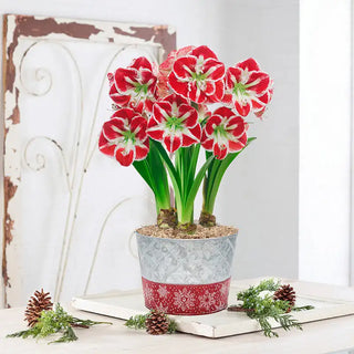 Samba Amaryllis