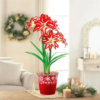 Splash Amaryllis Single