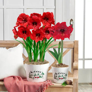 Miracle Amaryllis In Cardinal Embossed Pot