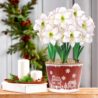 Picotee Amaryllis In Candy Stripe Pot