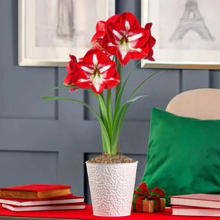 Stargazer Amaryllis Single