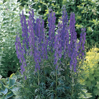 Monkshood