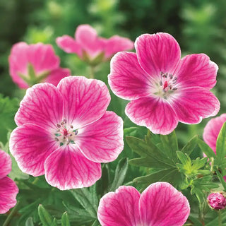 Elke Everblooming Hardy Geranium