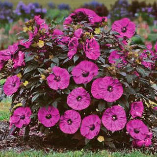 Berry Awesome Hibiscus