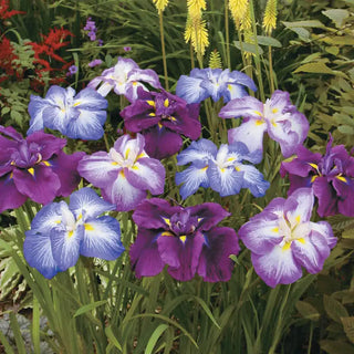 Dinner Plate™ Japanese Iris Mixture