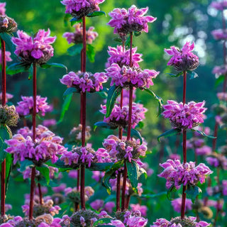 Amazone Jerusalem Sage