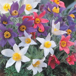 Pasque Flower Mixture