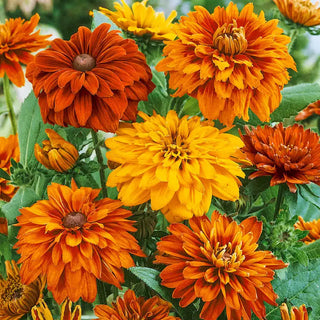 Cherokee Sunset Rudbeckia