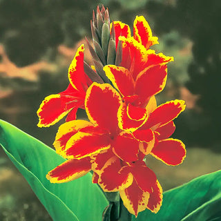 Lucifer Dwarf Canna