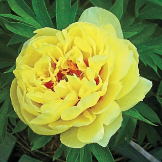 Bartzella Itoh Peony