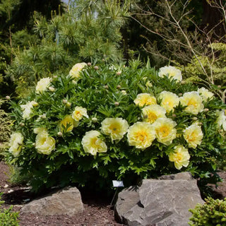 Bartzella Itoh Peony