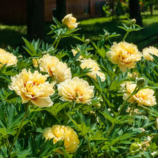 Bartzella Itoh Peony