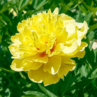 Bartzella Itoh Peony