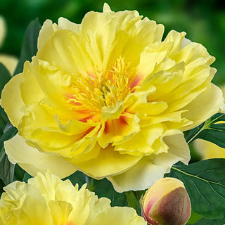 Bartzella Itoh Peony