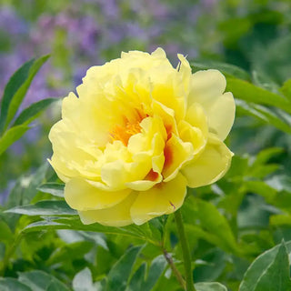 Bartzella Itoh Peony