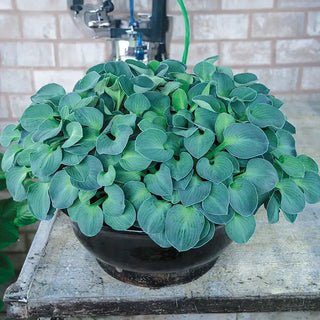 Blue Mouse Ears Mini Hosta