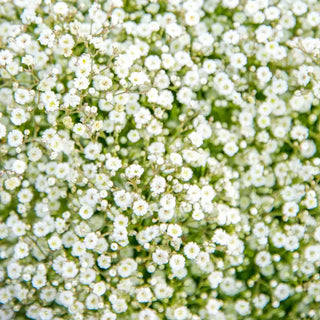 White Babys Breath