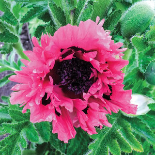 Pink Sensation Oriental Poppy