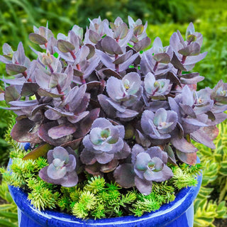 Blue Pearl Sedum