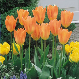 Orange Emperor Tulip