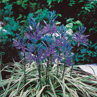 Blue Melody Camassia