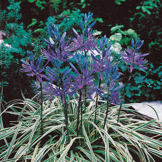 Blue Melody Camassia