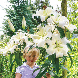 Lily Trees