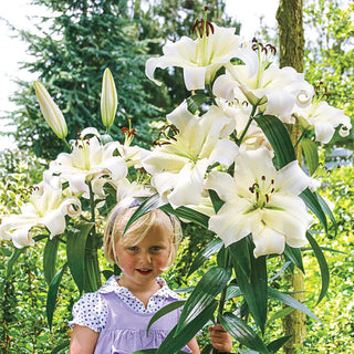 Pretty Woman Lily Tree®