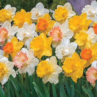 Giant Trumpet Daffodils for Naturalizing