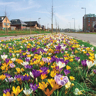 2 Months Of Flowering Crocus