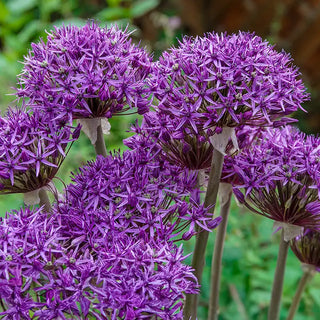 Alliums